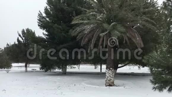 公园里的雪天视频的预览图