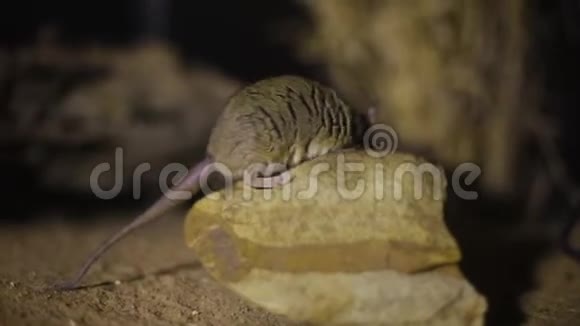 一只老鼠在岩石上视频的预览图