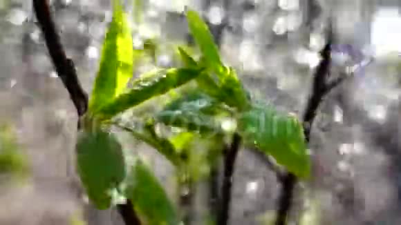 春雨洒在嫩绿的叶子上视频的预览图