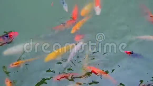 池中的锦鲤鱼视频的预览图