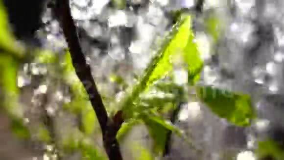 嫩绿的叶子上有水滴或春雨视频的预览图