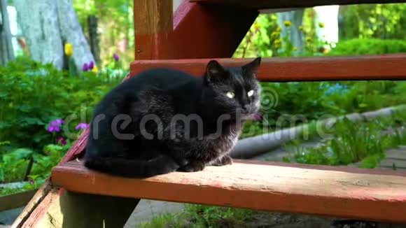 黑猫坐在台阶上视频的预览图