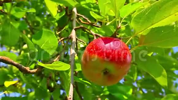 挂在树上的红苹果视频的预览图
