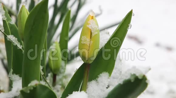 春天的花下着雪视频的预览图