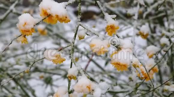 春天的花下着雪视频的预览图