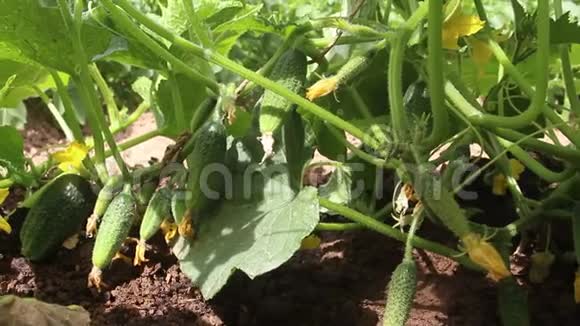 黄瓜在开阔的地面上生长视频的预览图