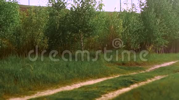 在绿色的树林里的小路视频的预览图
