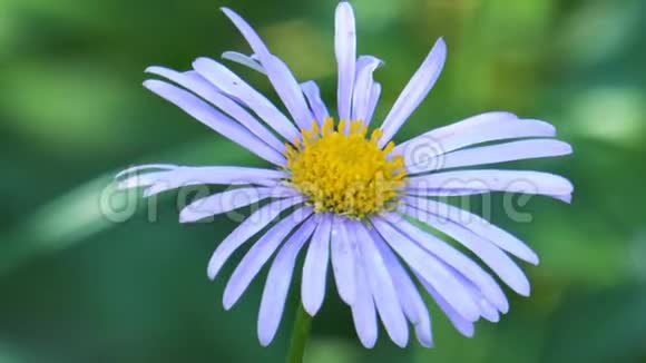 花园里的蓝雏菊视频的预览图