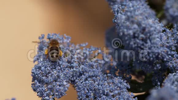 蜜蜜蜂蜜蜂成人飞行带着花粉篮飞向鲜花诺曼底视频的预览图