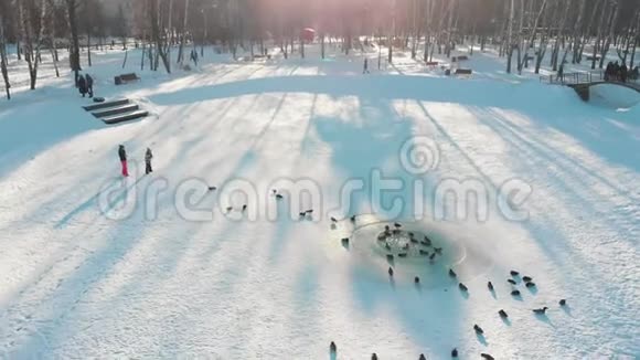 俄罗斯的冬天鸭子正在冰冻的池塘里游泳视频的预览图
