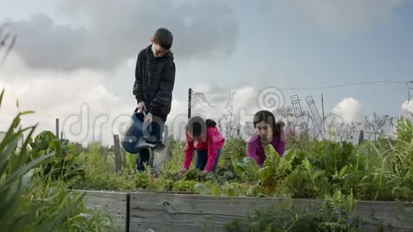 三个孩子在有机菜园里除草浇水视频的预览图