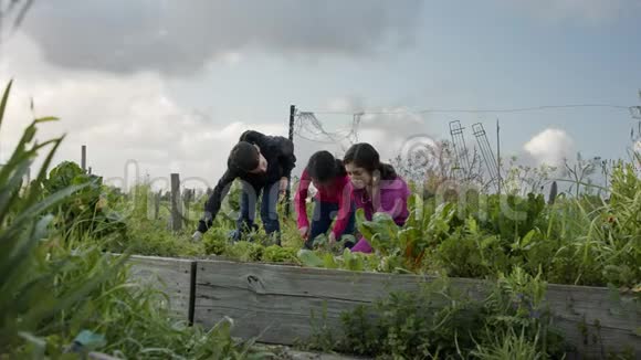 两个吉尔和一个男孩在有机蔬菜花园工作和交谈视频的预览图