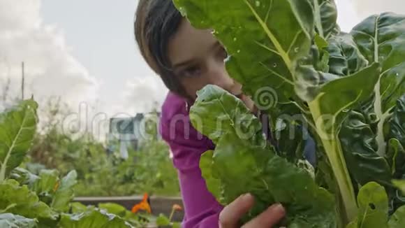 在有机菜园工作的女孩视频的预览图