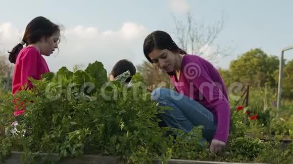 有机蔬菜场中的儿童除草和浇水植物和蔬菜视频的预览图