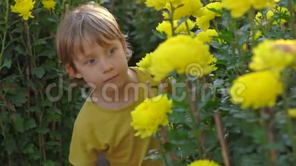 一个小男孩站在许多黄色的花中东亚人成长为庆祝农历新年旅费视频的预览图
