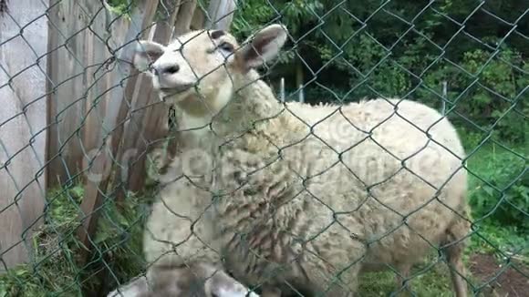 篱笆后面有两只羊视频的预览图