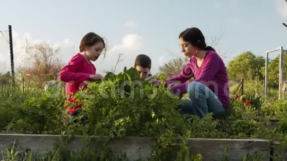 三个孩子在有机菜园里除草浇水视频的预览图