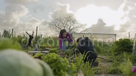 在有机农场工作的儿童除草和浇水视频的预览图