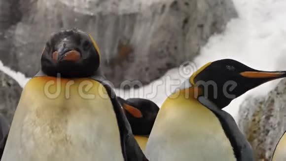 企鹅国王特写视频的预览图
