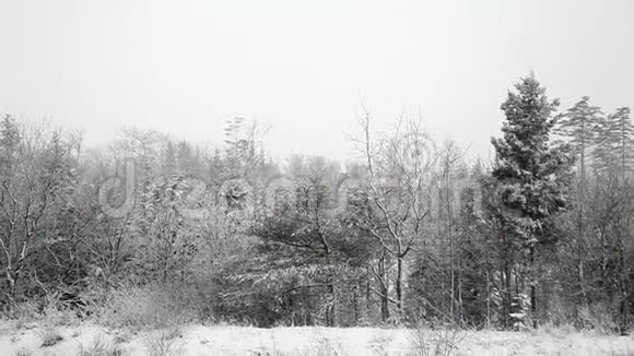 暴风雨的雪飞在树林边视频的预览图