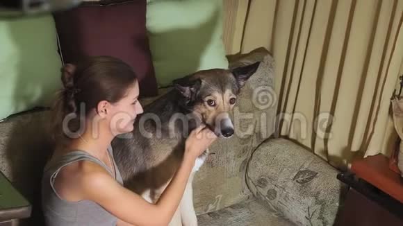 一个小女孩抚摸一只狗有选择的焦点宠物宠物视频的预览图