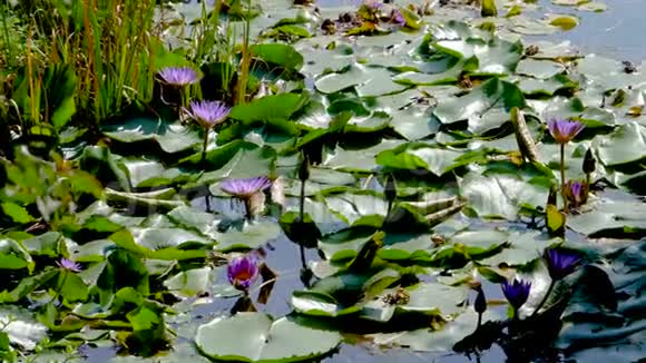 湖中的蓝色莲花视频的预览图