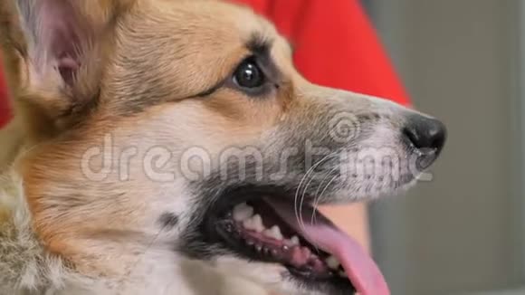 在兽医诊所兽医用绷带包扎狗受伤伤口视频的预览图