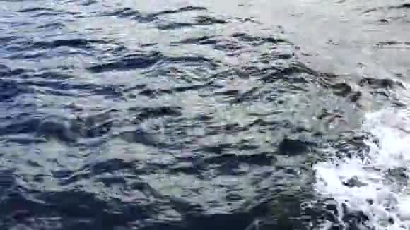海豚跳过水面视频的预览图