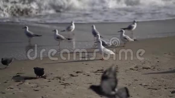 海边的鸟黑海视频的预览图