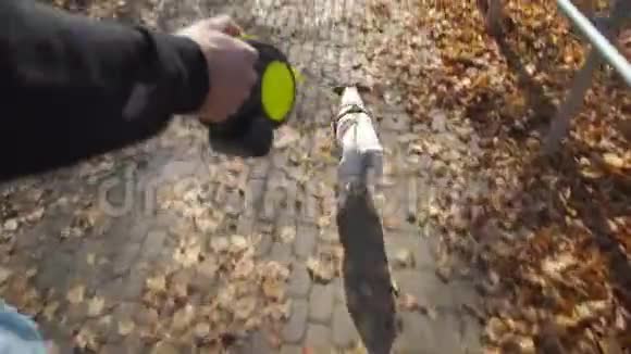 秋天公园里女人与狗共度闲暇时光视频的预览图