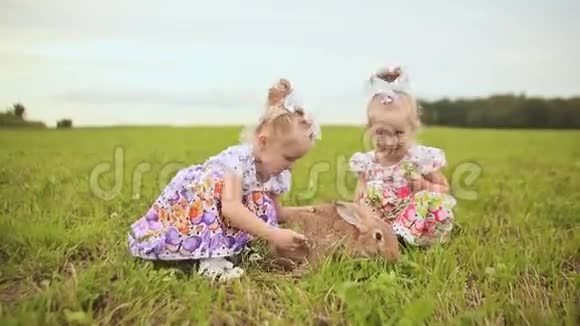 两对迷人的姐妹双胞胎在一片绿色的草地上与毛茸茸的兔子嬉戏视频的预览图