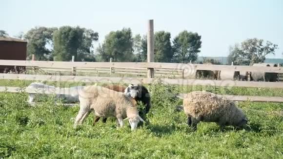 羊在农场吃青草视频的预览图