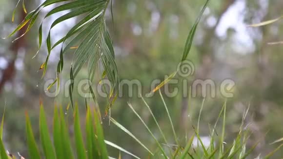 棕榈叶上的水滴视频的预览图