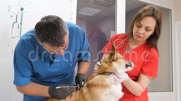 在兽医诊所兽医检查桌子上的狗医疗业务视频的预览图