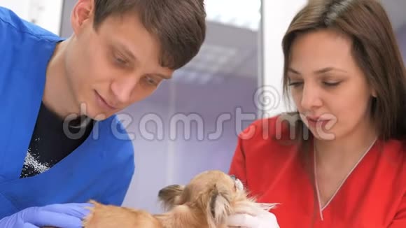 在兽医诊所兽医检查桌子上的狗医疗业务视频的预览图