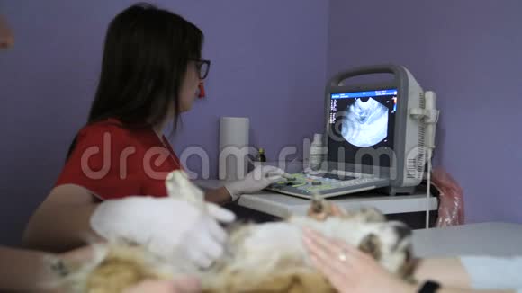 医学扫描家狗在兽医诊所做超声波诊断视频的预览图
