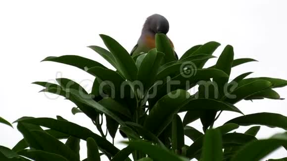 男式粉颈青鸽预鸣视频的预览图