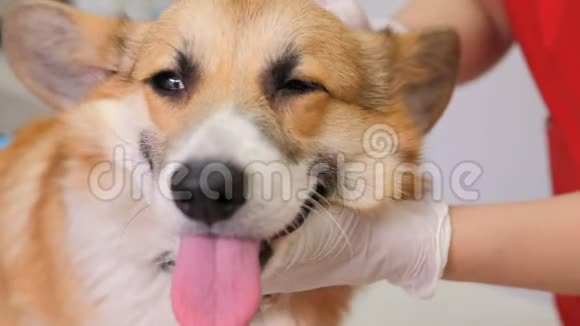 在兽医诊所兽医用绷带包扎狗受伤伤口视频的预览图