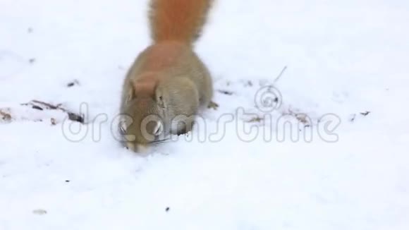 红松鼠在雪地里搜寻视频的预览图