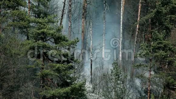 近距离观察烟雾森林中的自然灾难视频的预览图