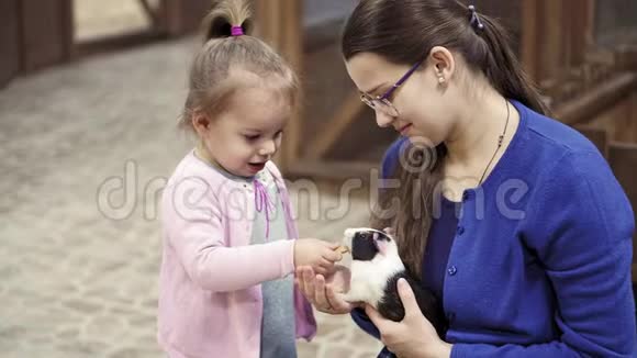 宠物在人的手里吃女孩喂养宠物几内亚猪近距离动物园温柔爱抚信任的概念视频的预览图
