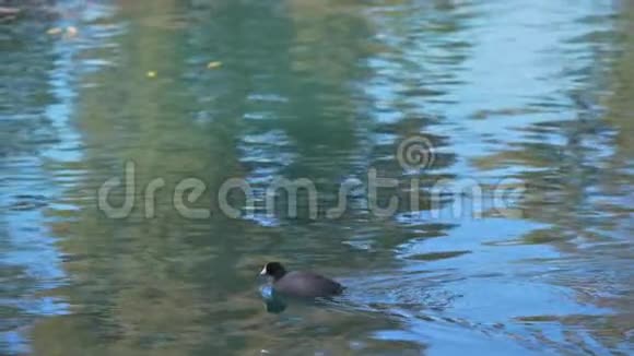 湖面上的鸭子在水中嬉戏视频的预览图