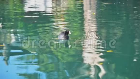 湖面上的鸭子在水中嬉戏视频的预览图