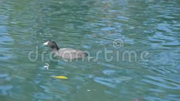 湖上的鸭子在水里玩耍视频的预览图