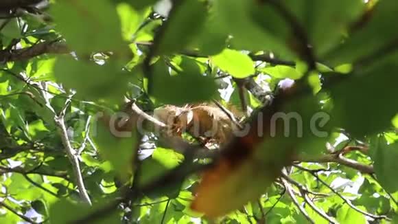 哥斯达黎加野生动物鬣蜥视频的预览图