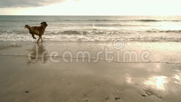 狗朝大海跑去视频的预览图