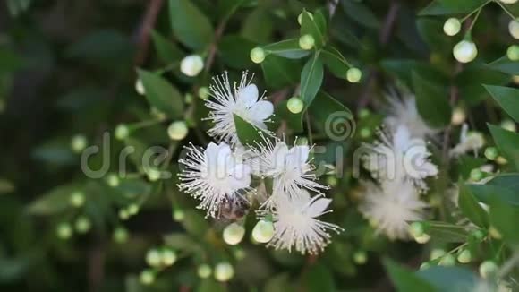 白色花朵上的蜂蜜蜜蜂视频的预览图