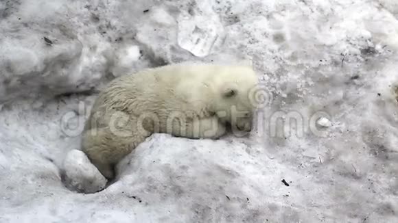 可怜的小北极熊幼崽视频的预览图