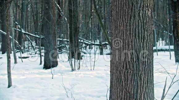 一个穿红色羽绒服的年轻女子把她的滑雪板放在森林里的树附近视频的预览图