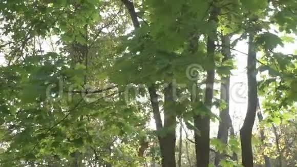 阳光透过树叶照射视频的预览图
